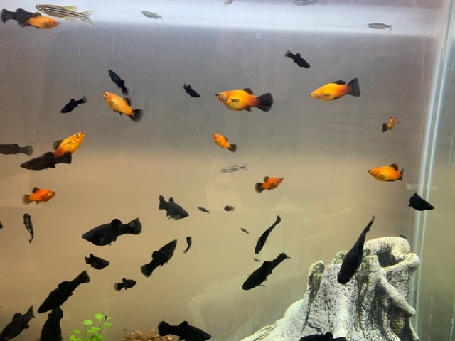 Mollies – Black Molly and Sunburst Wag Platy and Zebra Danio