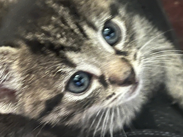 Kittens