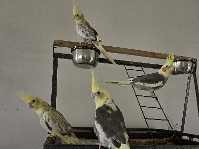Cockatiel – hand-fed baby cockatiels – Dayton