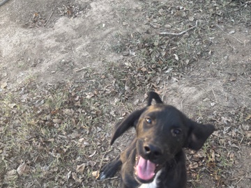 Labrador Retriever – Poodle/Lab Pups need a good home
