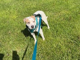 American Pit Bull Terrier – Charlotte- American Bully/Pitbull Puppy – Addison