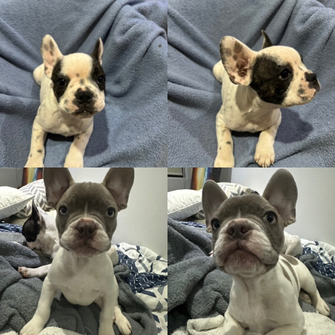 French Bulldog – frenchies