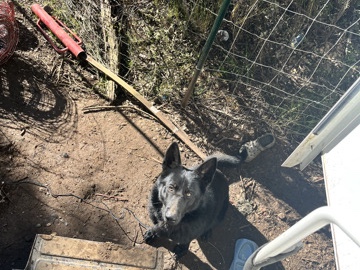 German Shepherd – drak – Glendale