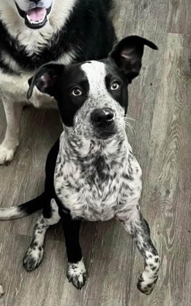 Australian Shepherd – good tripod boy free to a safe home