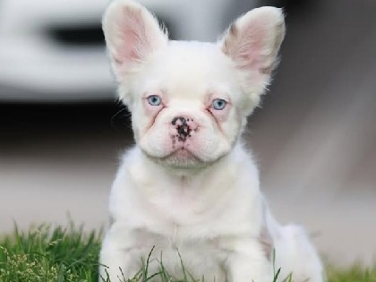 French Bulldog – fluffy koi Frenchie – Chino