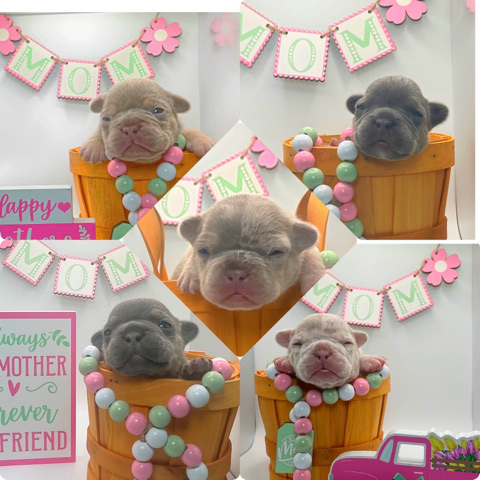 French Bulldog – Frenchie puppies