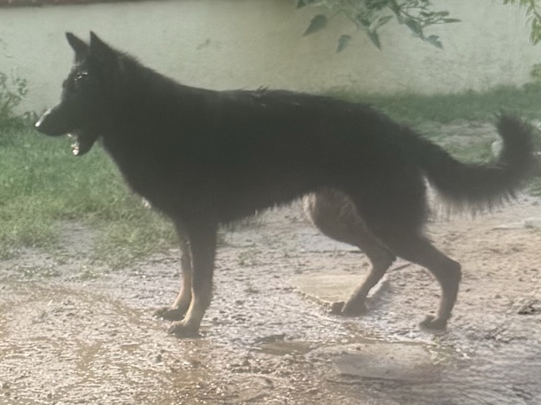 German Shepherd  Puppies will send pics8 weeks old