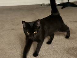 Black Cat Looking for a New Home – Jacksonville