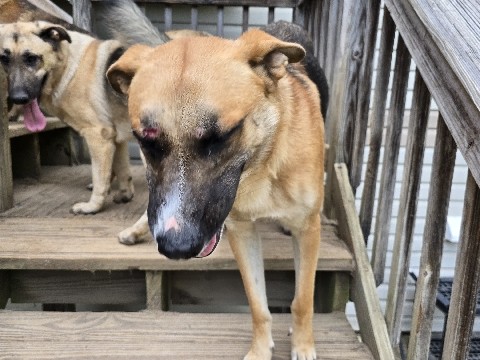 German shepherd mixed – Marbury