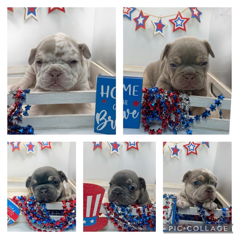 French Bulldog – french bulldog boys and girls