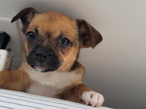 Chihuahua – Apple head Chihuahua
