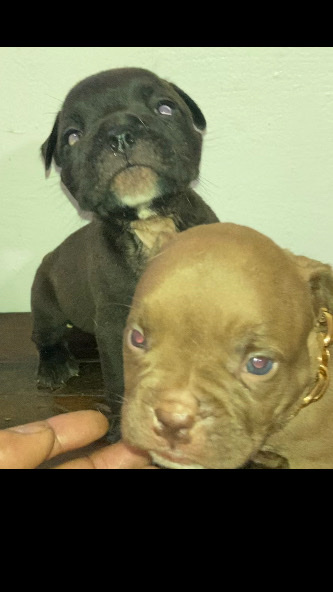 American Bulldog – pocket bully