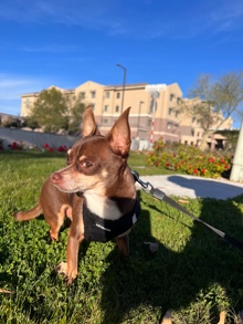 Chihuahua – dog for sell