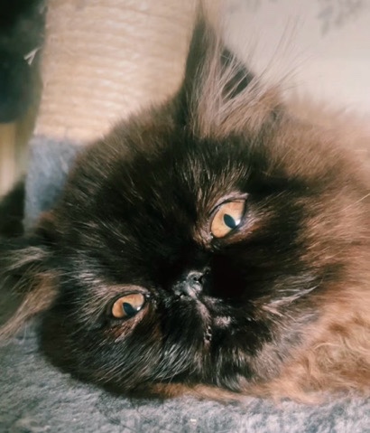 Persian (Traditional) – gccf Persians