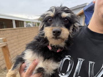 Chihuahua – rehoming needs a new forever home – Fontana