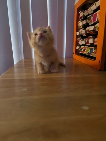 kittens for rehoming
