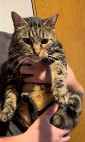 rehoming male cat, free