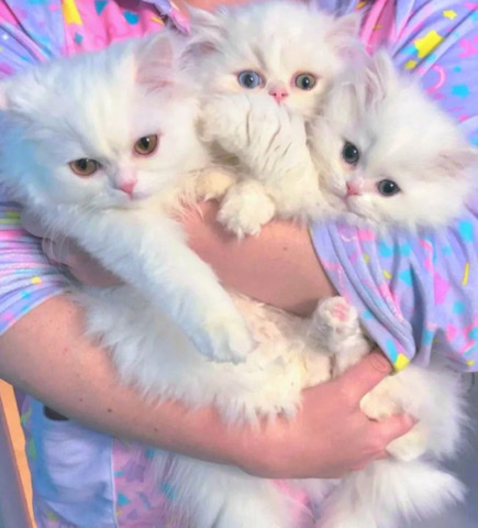 Persian (Modern) – cute little kittens