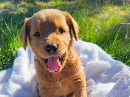 Labradoodle – Potato – Tonopah