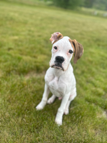 Boxer – Boxer needs home