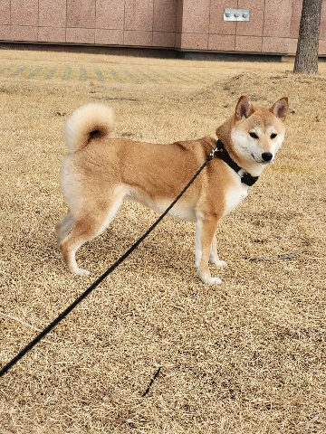 Shiba Inu – shiba inu