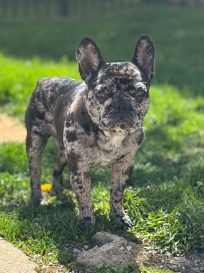 French Bulldog – French Bulldog