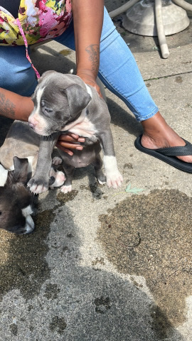 American Pit Bull Terrier – pitbull pup