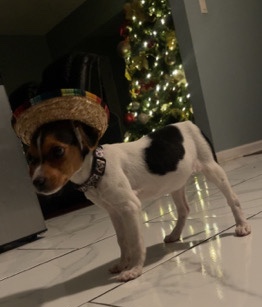 Beagle – beagle pup