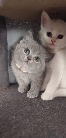 British Shorthair – Pure british short hair