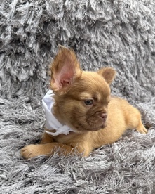French Bulldog – fluffy frenchie