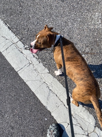 American Pit Bull Terrier – 9 month baby