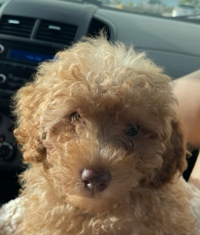 Poodle – Apricot Mini Poodle Male