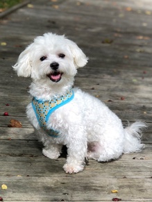 Maltese – Chaaaarlie