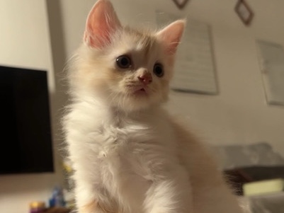 British Semi-longhair – male female kitten available – Dubai
