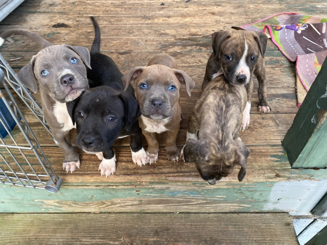 American Pit Bull Terrier – 5 Pit Puppies