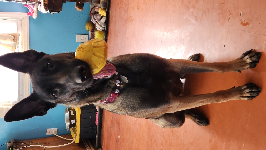 Belgian Shepherd Dog (Malinois) – Belgian Malinois
