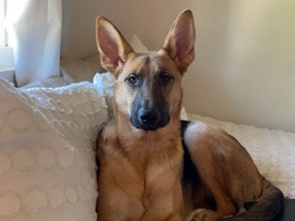 Nova needs a forever home