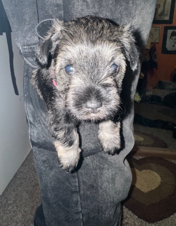 Miniature Schnauzer – Mini Schnauzers