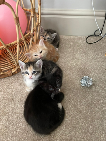 Persian (Traditional) – Kittens for sale!