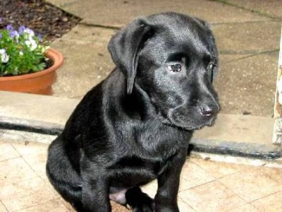 Labrador Retriever – Perfect hunting buddies. – Oklahoma City
