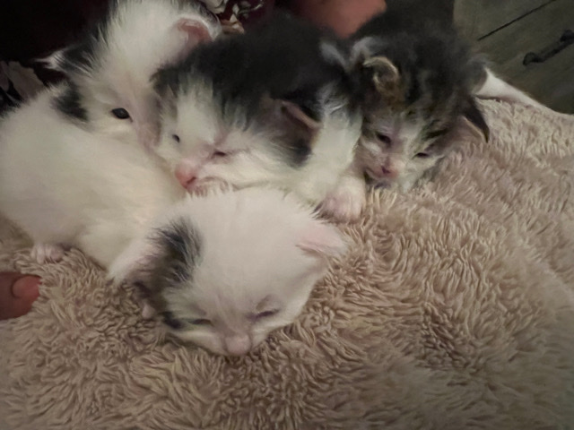 Aegean – Cat/ Kittens