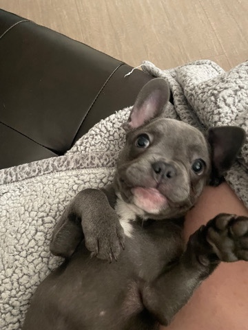 French Bulldog – looking to rehome to a good family