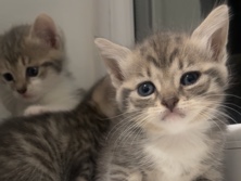 American Shorthair – 3 beautiful kittens – Birmingham