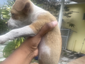 Chihuahua – Adorable Chihuahua Puppy for Sale – 6 to 7 Months Old in Miami – Miami