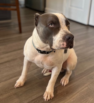 American Pit Bull Terrier – American Bully Rehome