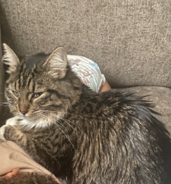 Oriental Longhair – female long haired cat