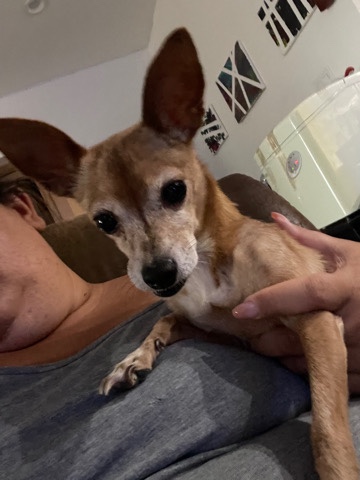 Chihuahua – Deer Chihuahua