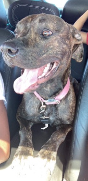 American Pit Bull Terrier – pit mix with lab