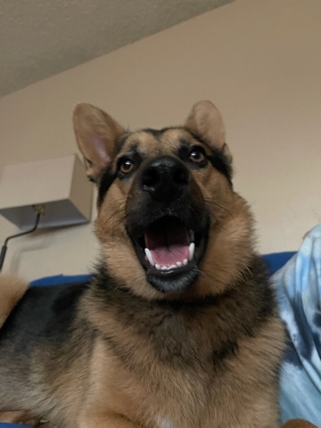German Shepherd – German Shepard for sale