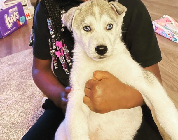 Siberian Husky – Husky Female